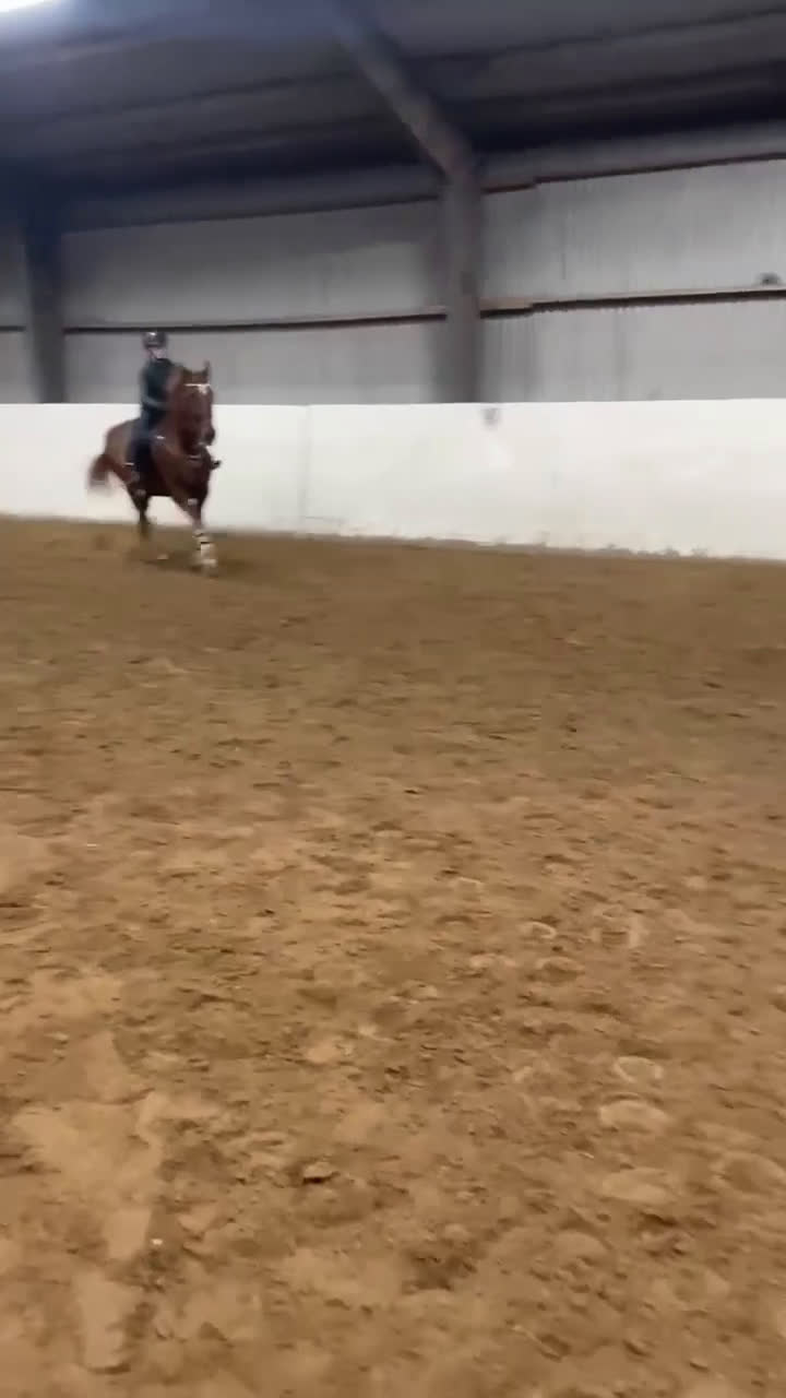 Allround hästar till salu: Fin ridtravare i Ekeby - Video 1