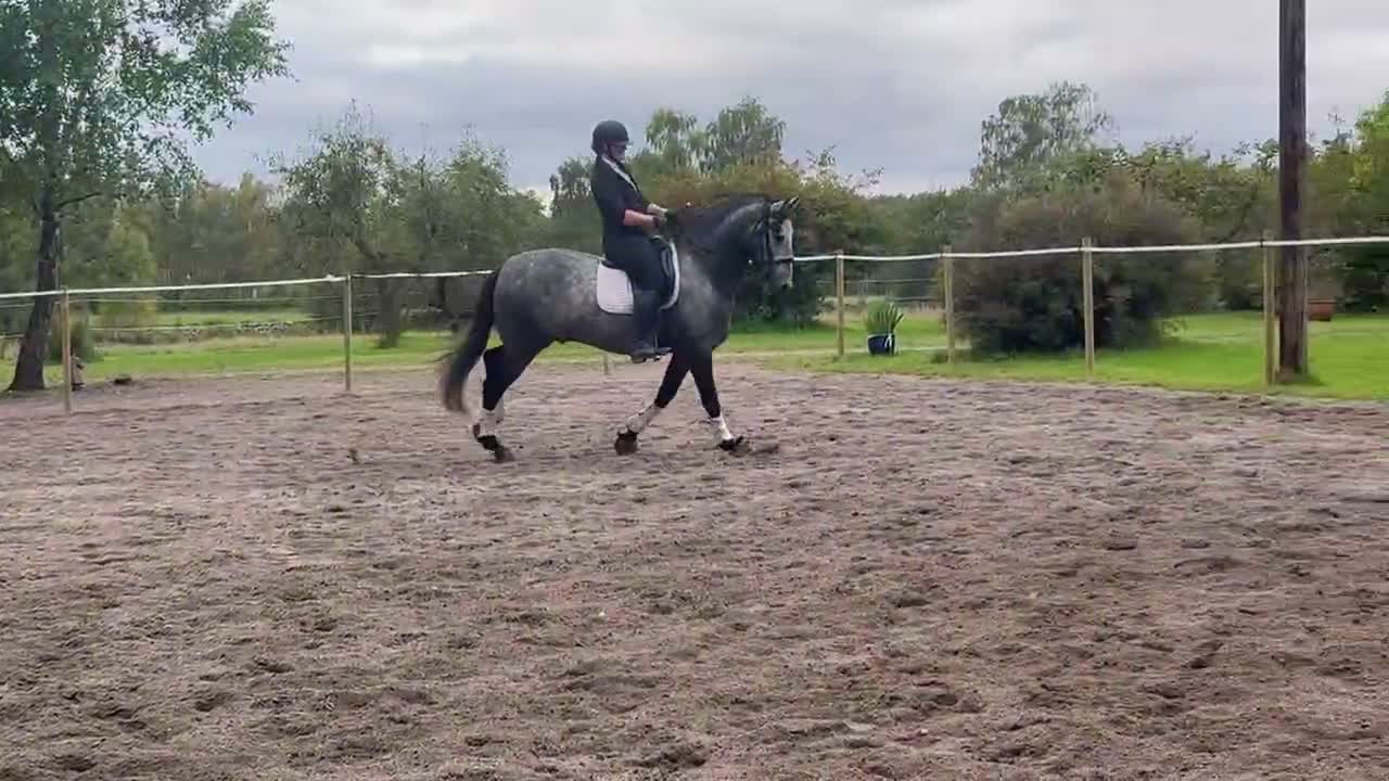 Working Equitation hästar till salu: Superfin PRE valack  - Video 2
