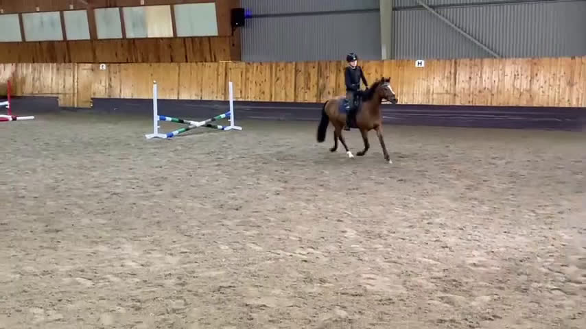 Allround hästar till salu: Fantastisk B-ponny  i Malmö - Video 4