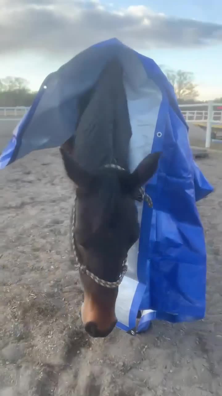 Hoppning hästar till salu: Hopp/fälttävlans sto m coolt psyke  - Video 2