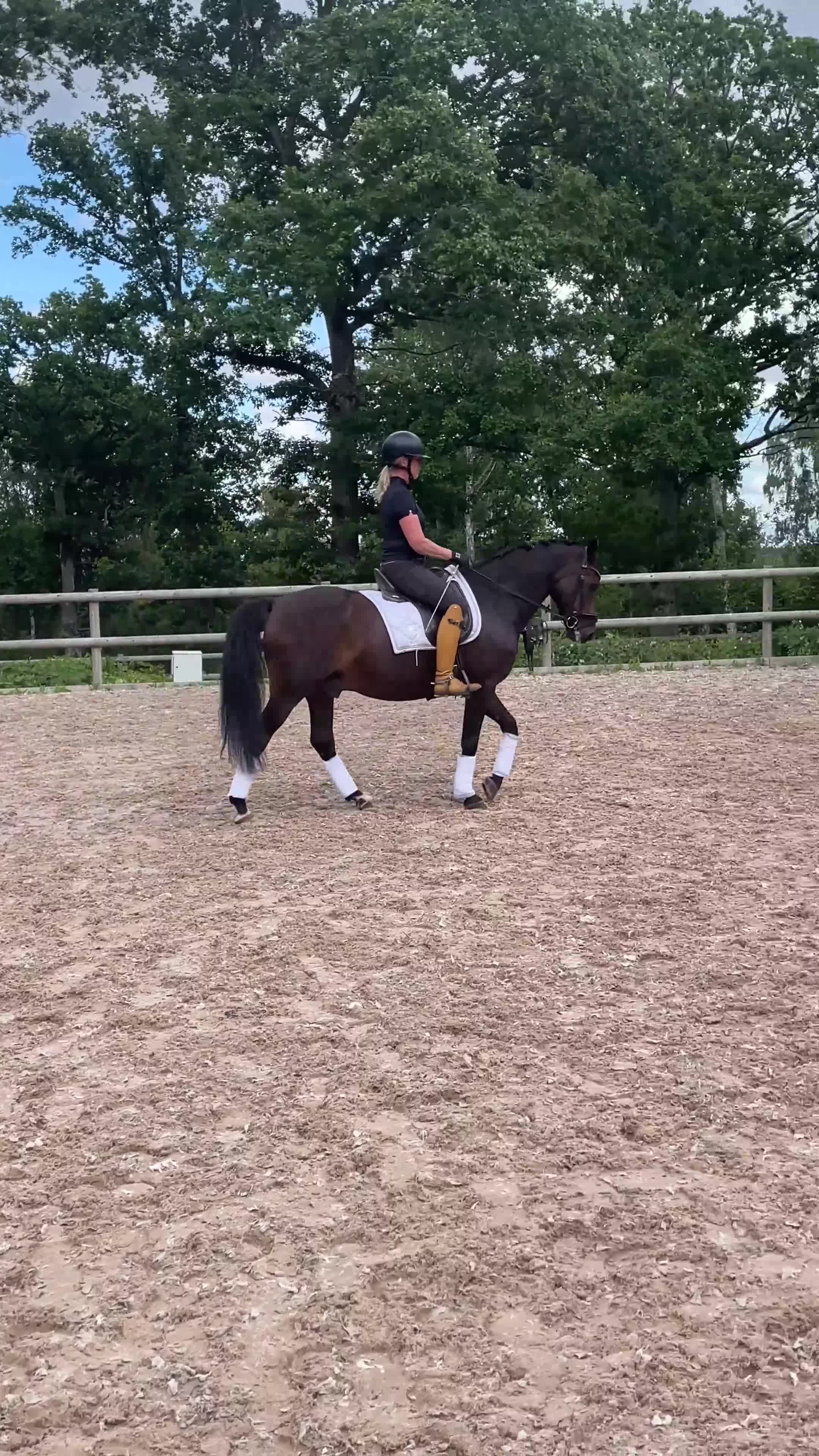 Dressyr hästar till salu: Meriterad FEI-ponny - Läromästare - Video 2