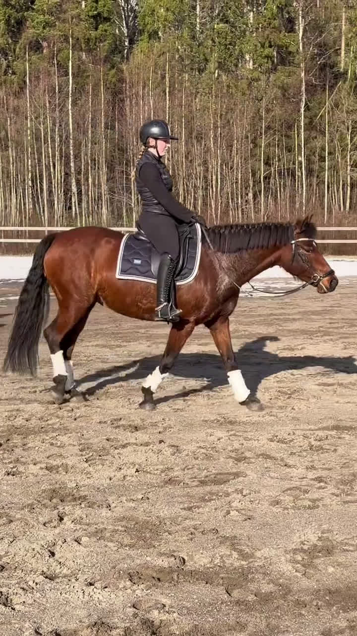 Dressyr hästar till salu: Fin fullstammad Svensk ridponny - Video 1