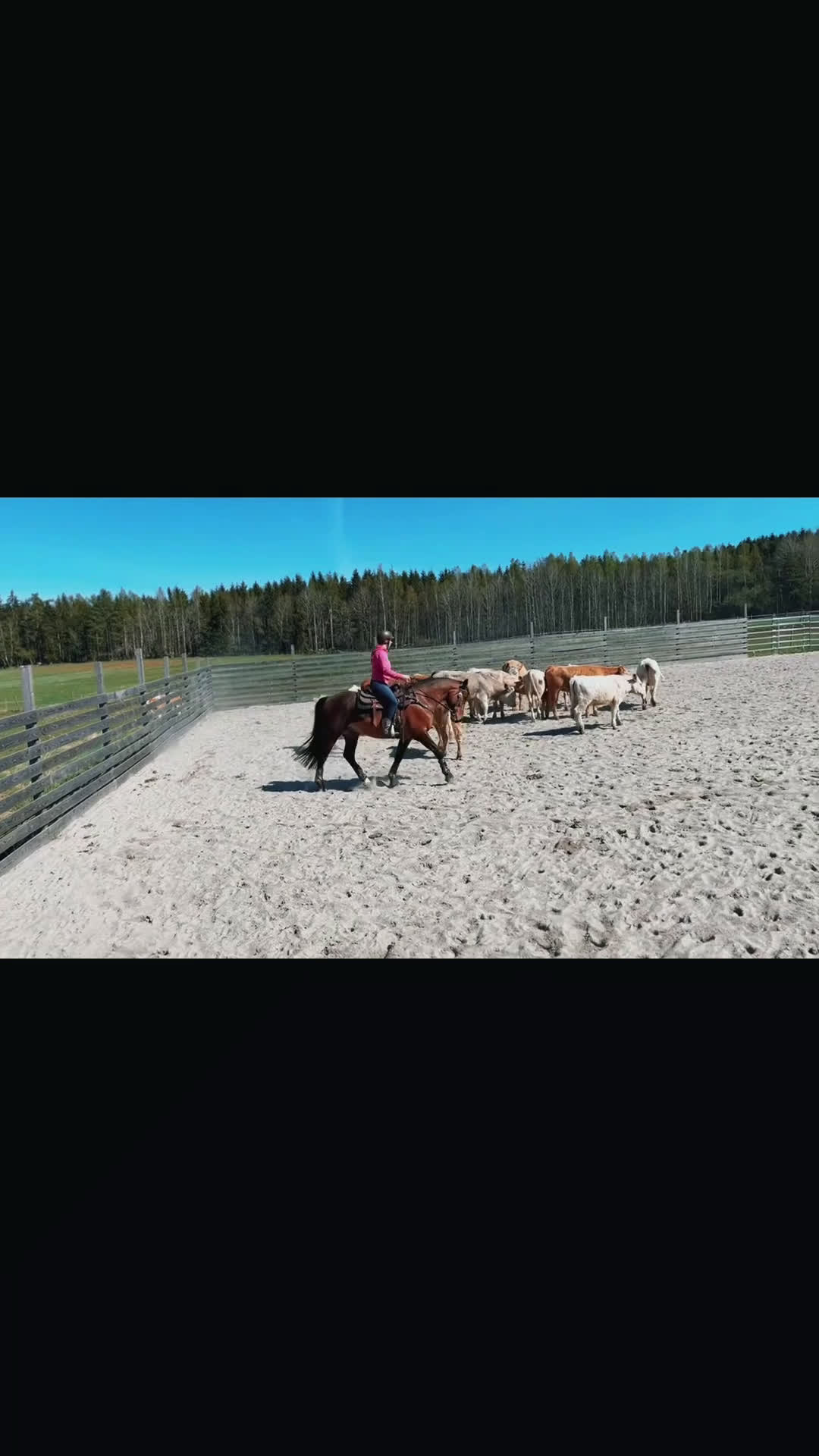 Allround hästar till salu: Fantastisk allround/övergångshäst i Sösdala - Video 5