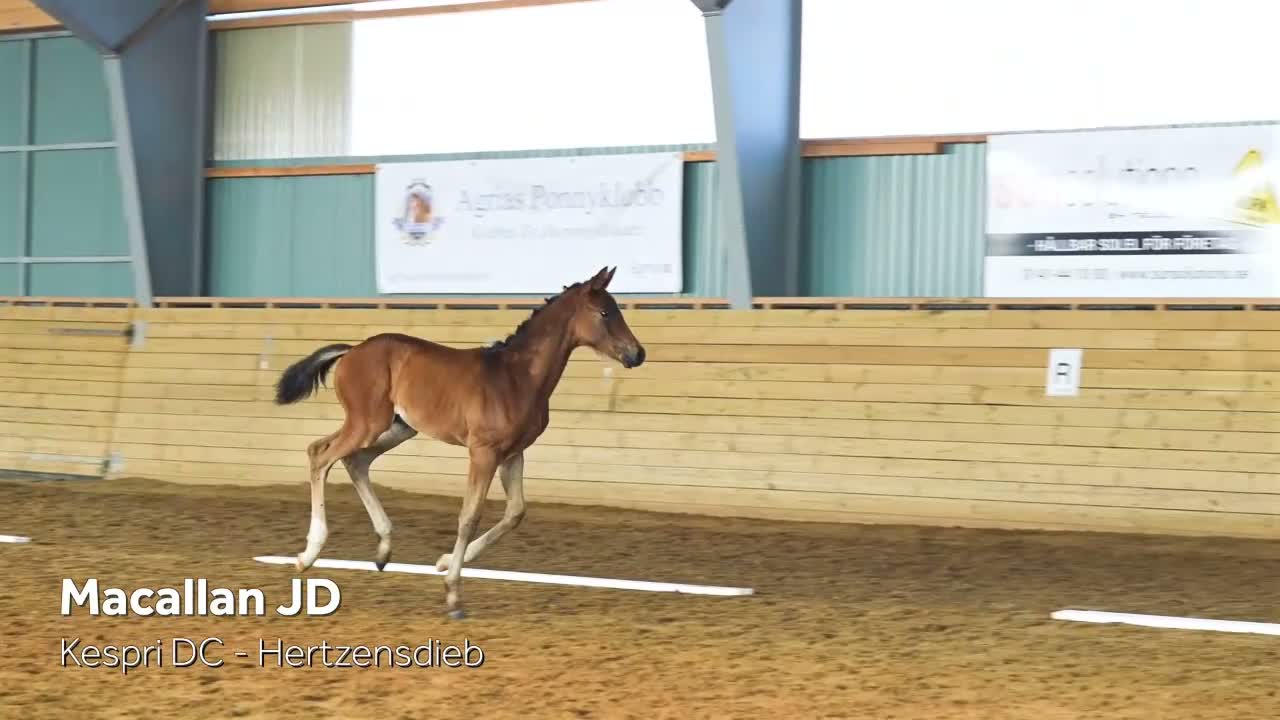 Hoppning hästar till salu: Fint hingstföl e. Kespri DC - Video 1