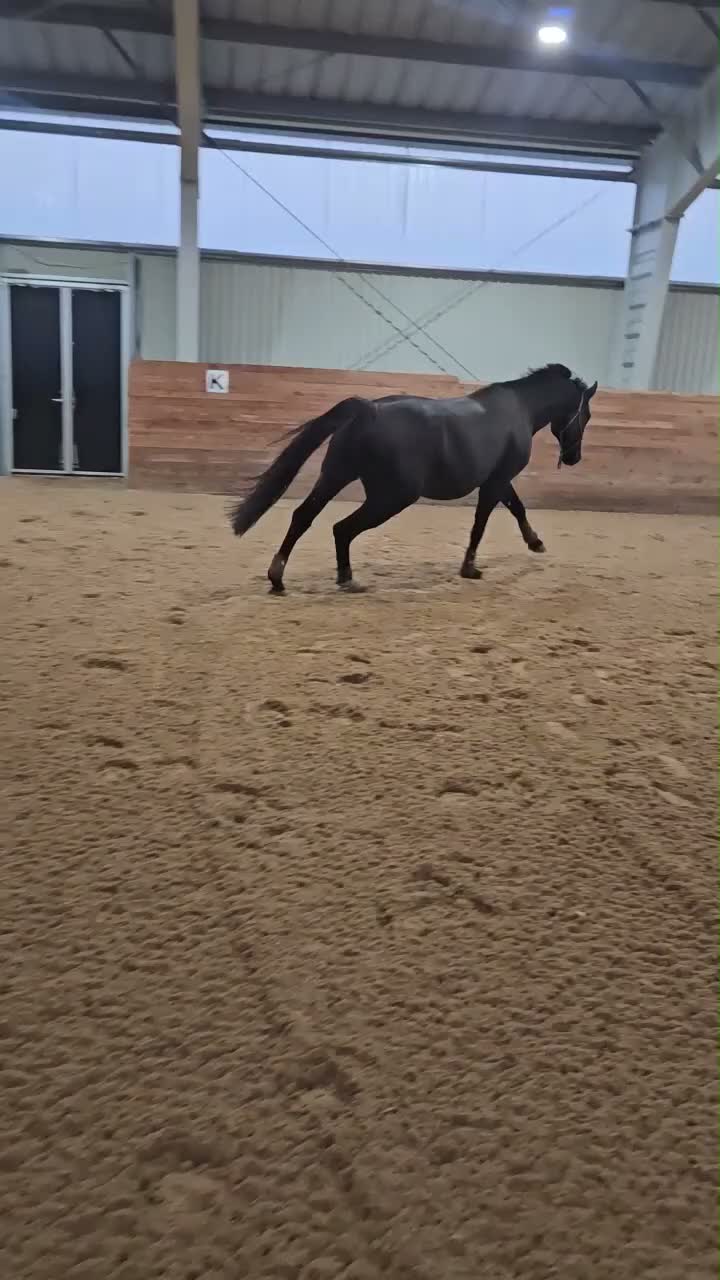 Allround hästar till salu:  Vacker SWB valack  - Video 1