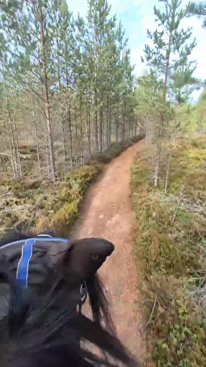  foderhäst finnes: Kallblodssto till Gotland / Öland  - Video 1