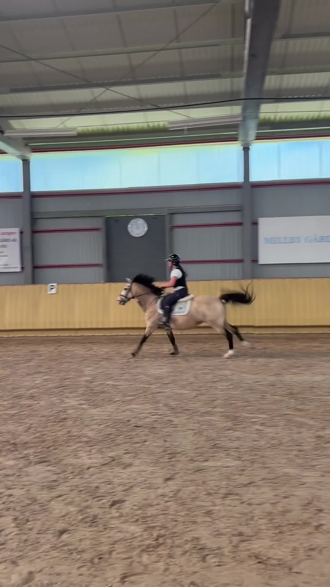 Hoppning hästar till salu: Hoppglad ponny med egen vilja & stor personlighet - Video 3