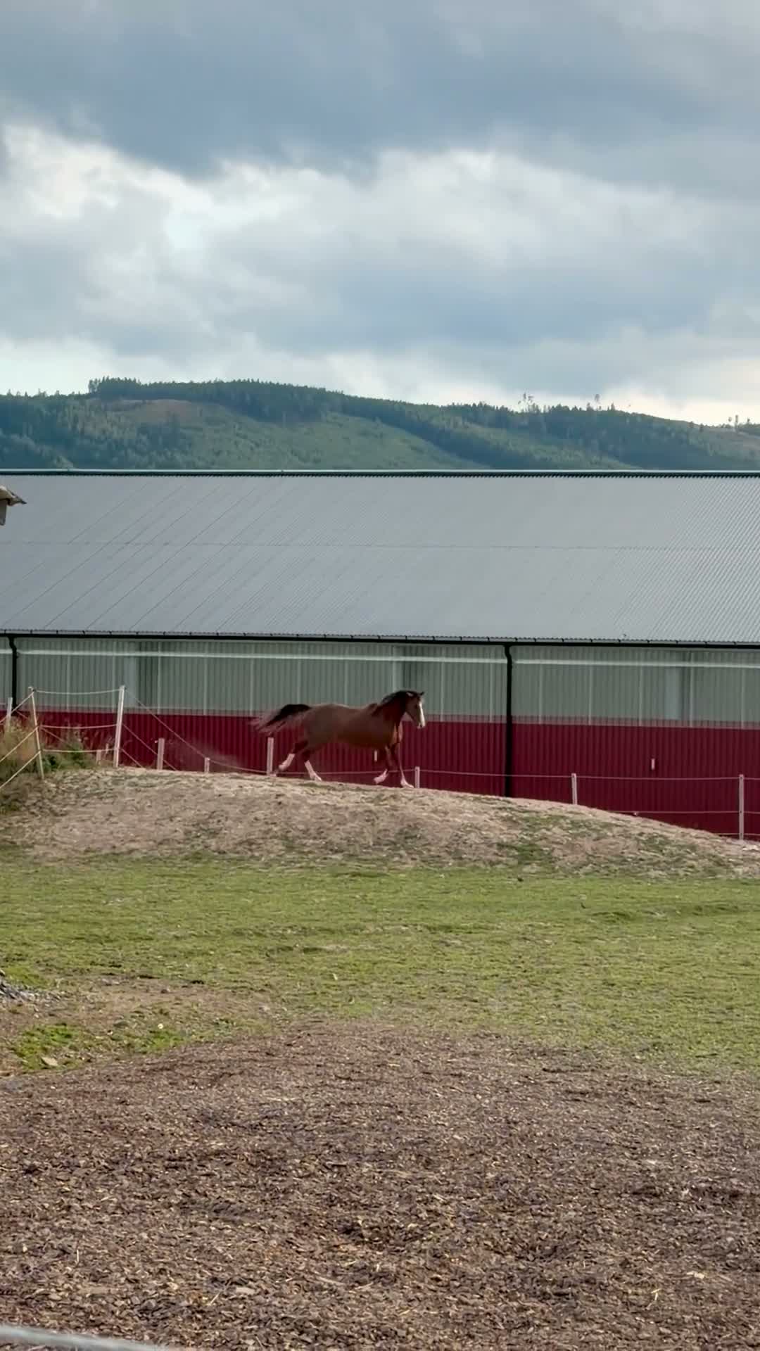 Allround hästar till salu: Framtida tävlingsponny  - Video 1