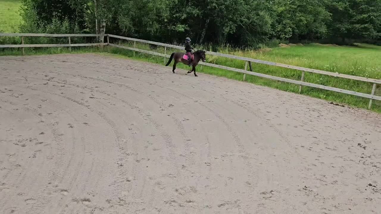 Allround hästar till salu: Snäll B-ponny - Video 3