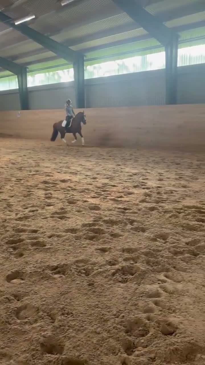 Allround hästar till salu: Fin allroundponny, 8 år kat.C - Video 2