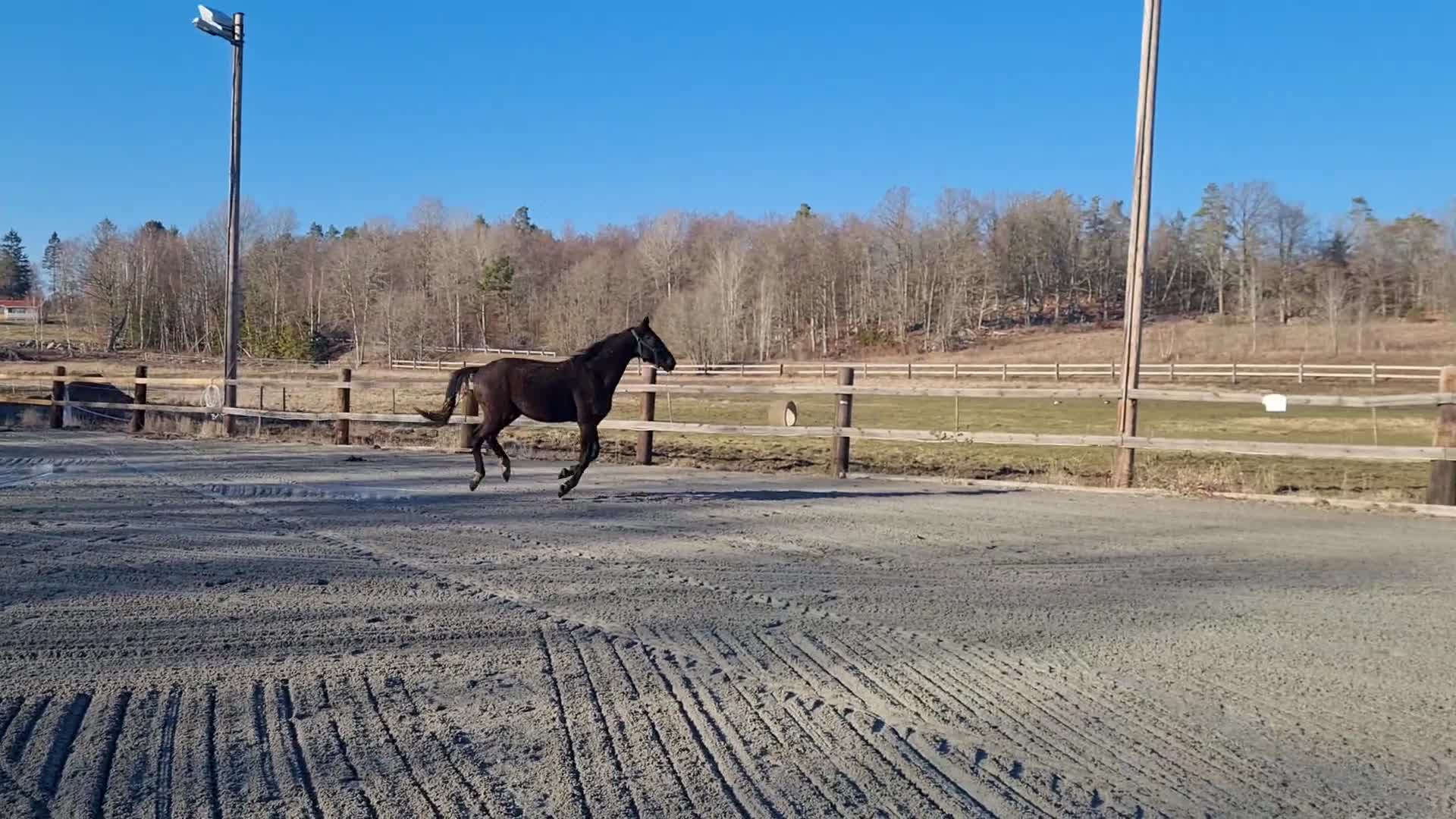 Dressyr hästar till salu: Trevlig 2 åring - Video 1