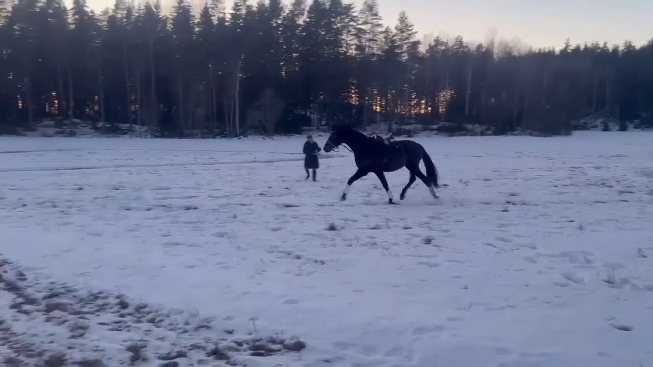 Dressyr hästar till salu: Mkt vackert swb sto  i Kungsör - Video 2
