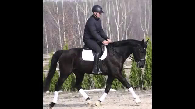 Allround hästar till salu: Super sweet Allrounder for spring time - Video 1