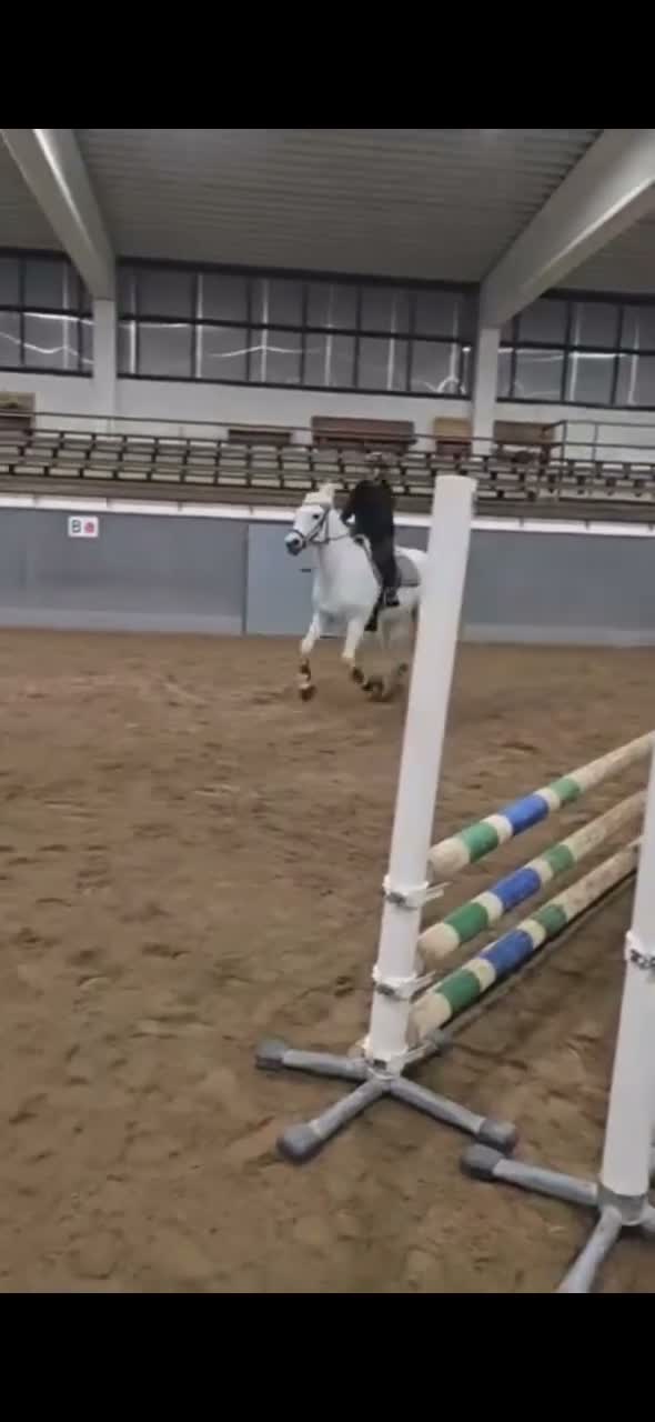 Allround hästar till salu: Mysig allaroundponny! - Video 4