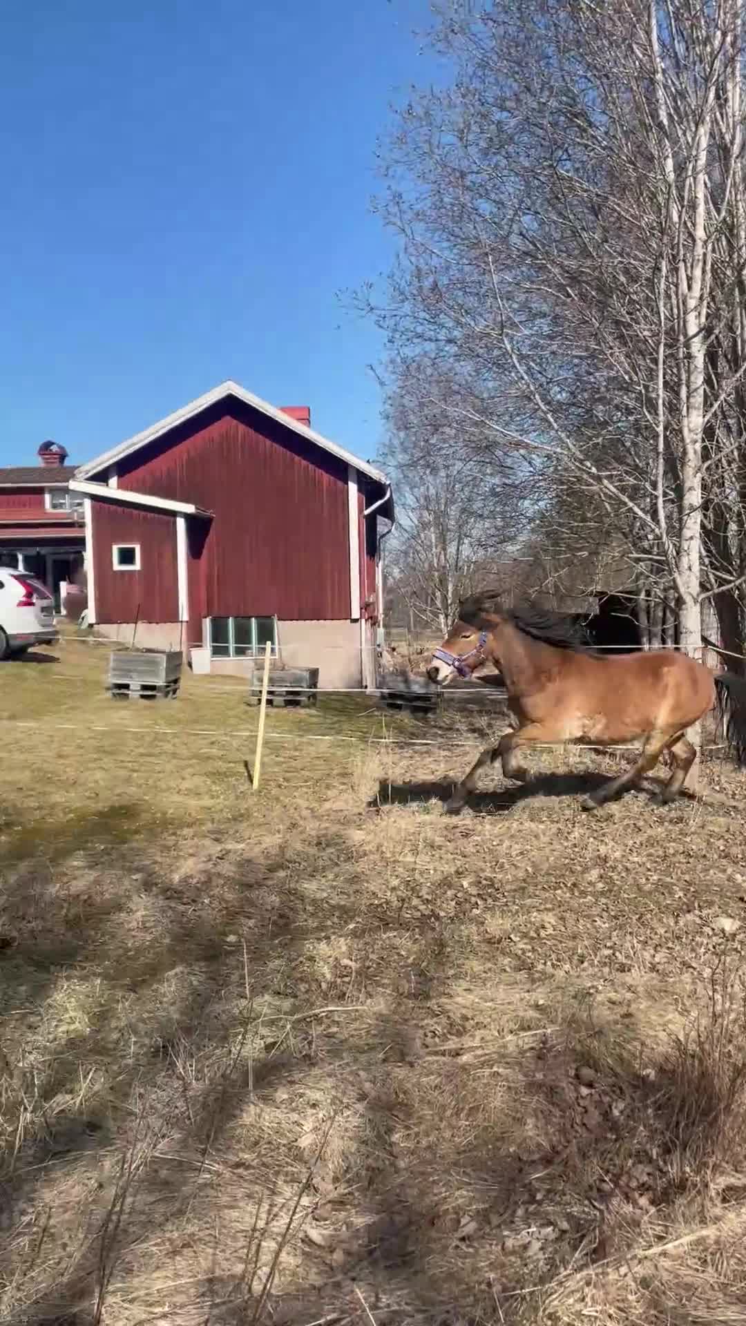 Trav hästar till salu: Bästa vän att forma själv - Video 4