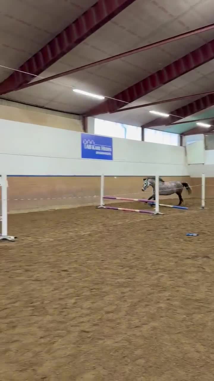 Hoppning hästar till salu: Häftig ponny  - Video 1