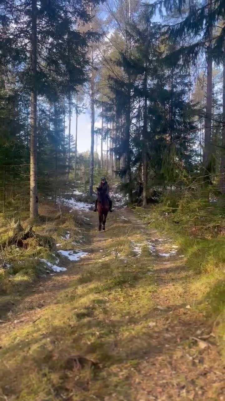 Hoppning hästar till salu: Framtidslöfte i Broaryd - Video 1