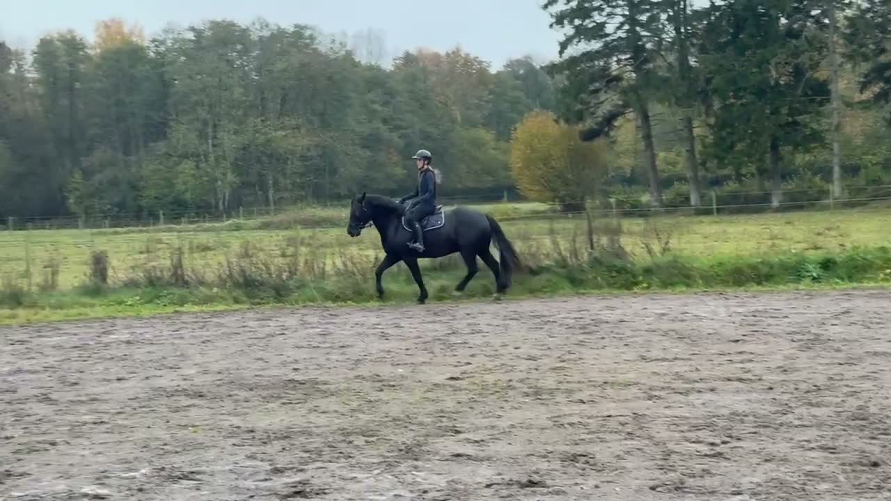 Allround hästar till salu: Sportponny för samtliga discipliner 🐴  - Video 2
