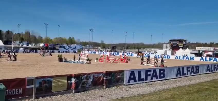 Hoppning hästar till salu: Tillfälle - Video 3
