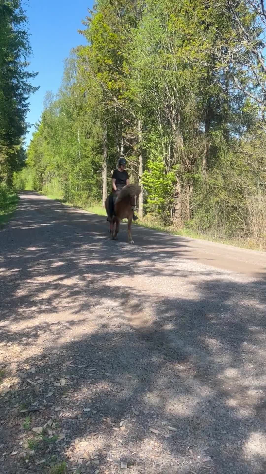 Island hästar till salu: Rolig valack med mycket att utveckla  - Video 4