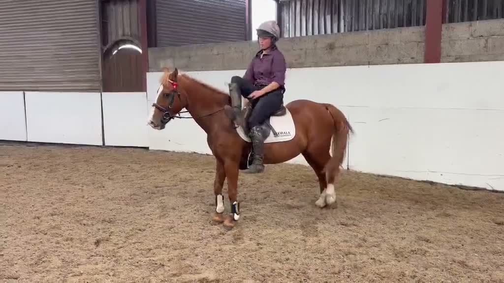 Allround hästar till salu: Alrounder Pony  - Video 3