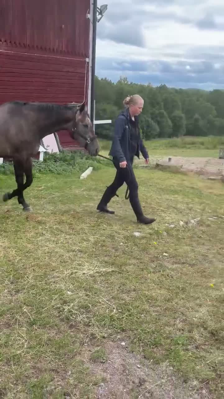 Allround hästar till salu: Trygg allround häst säljes - Video 1