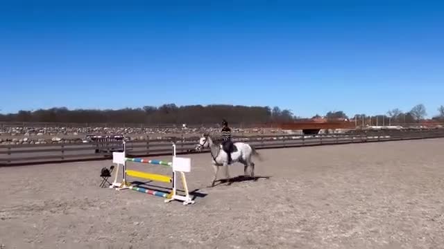 Hoppning hästar till salu: Talangfull hopphäst till salu! - Video 2