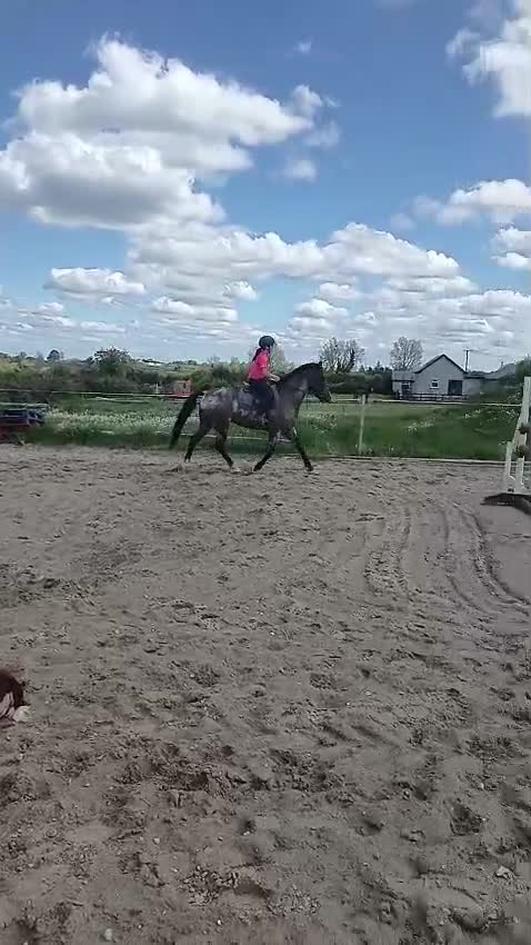Hoppning hästar till salu: Ljuvlig 5åring 🌸 - Video 2