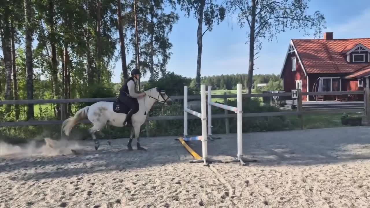 Hoppning hästar till salu: D-Ponny med kapacitet som bär upp längre ryttare  - Video 1