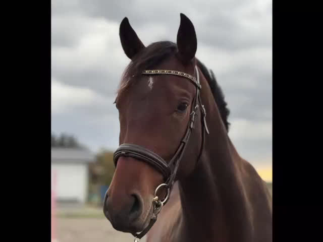 Dressyr hästar till salu: Stor 3-årig valack med potential i Enköping - Video 1