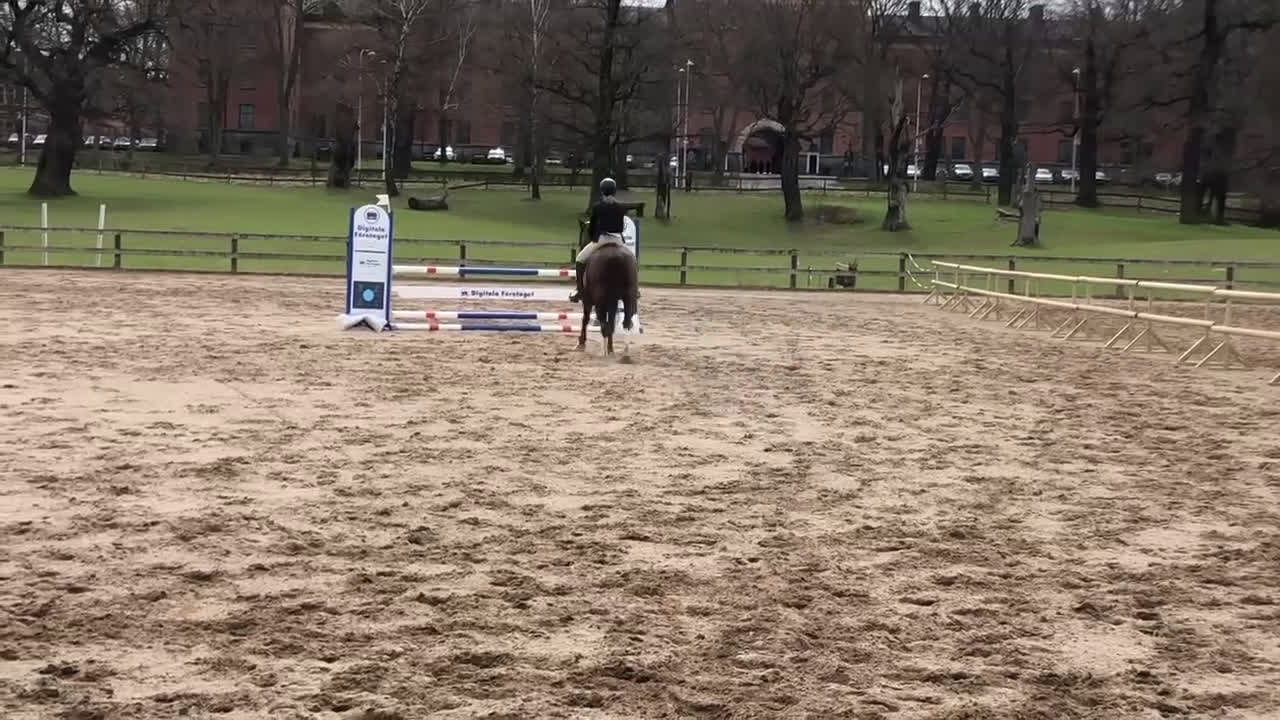 Allround hästar till salu: Allround bästa vän - Video 1