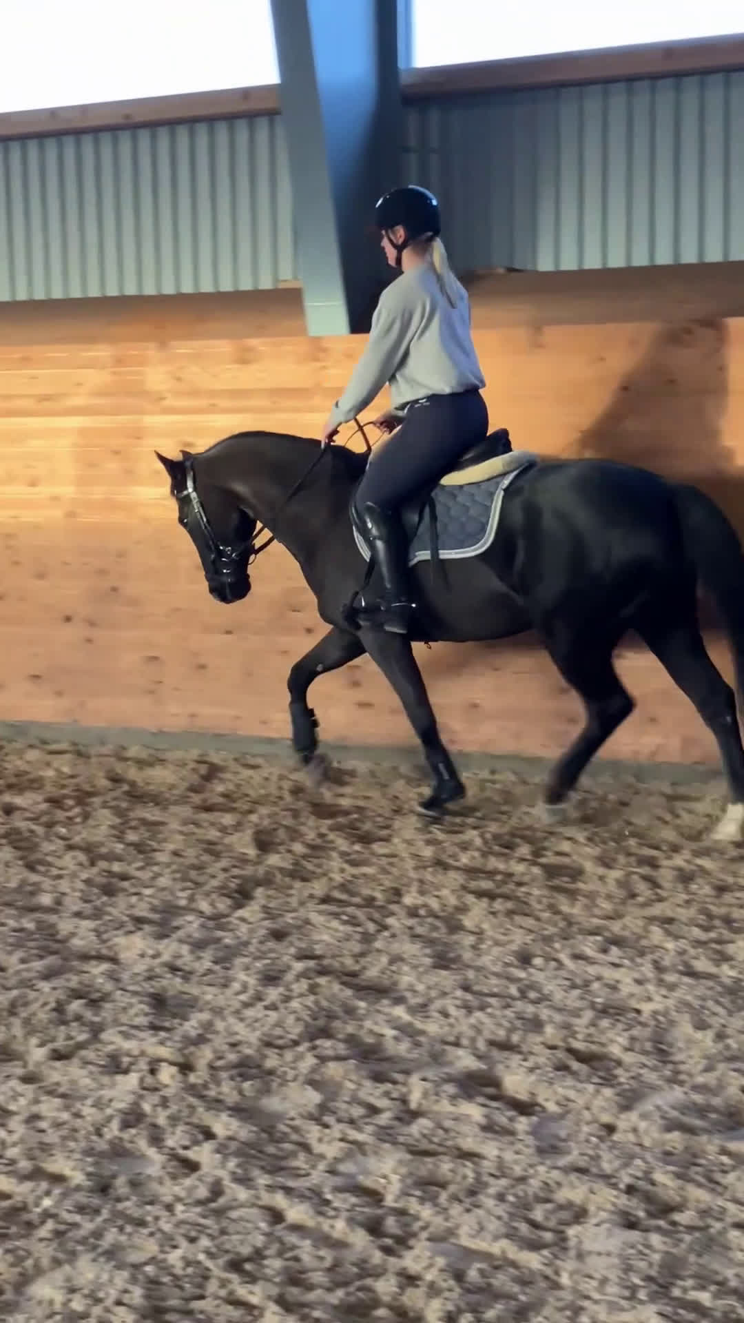 Allround hästar till salu: Lättlärd ponny med kapacitet i Halmstad - Video 4