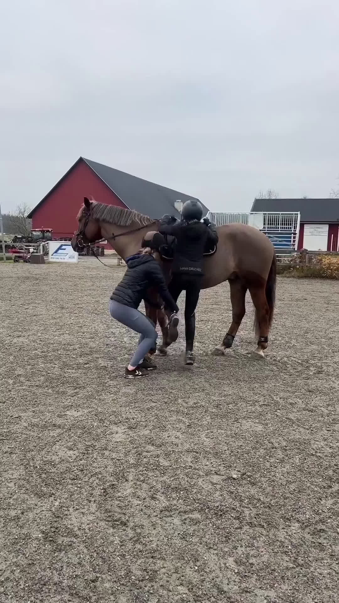 Allround hästar till salu: En på miljonen🌟 i Göta - Video 2