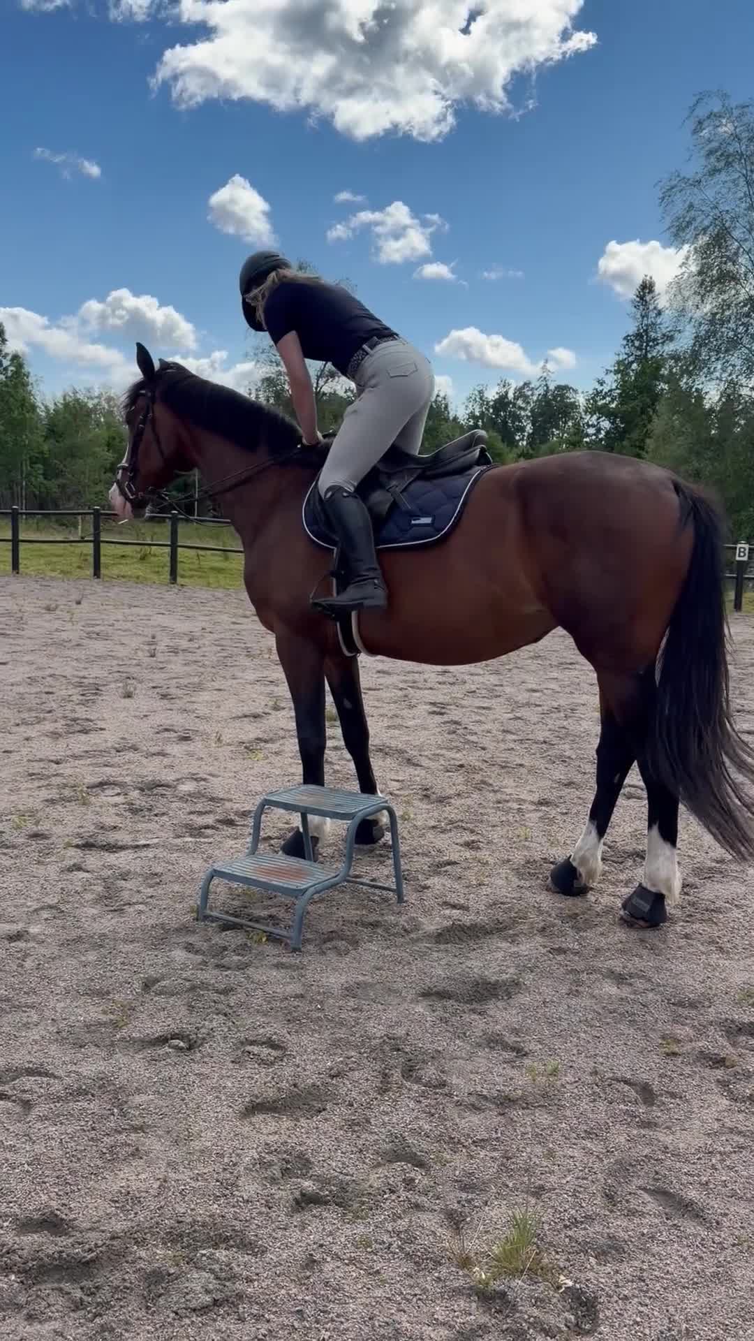 Allround hästar till salu: 11-årigt SWB sto - Video 2