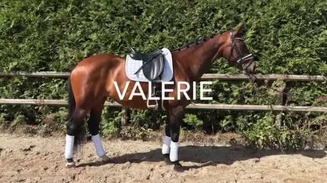 Dressyr hästar till salu: Fantastisk dressyrsto til salu - Video 1