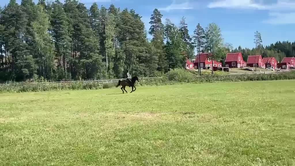Allround hästar till salu: Trevlig allroundponny - Video 2