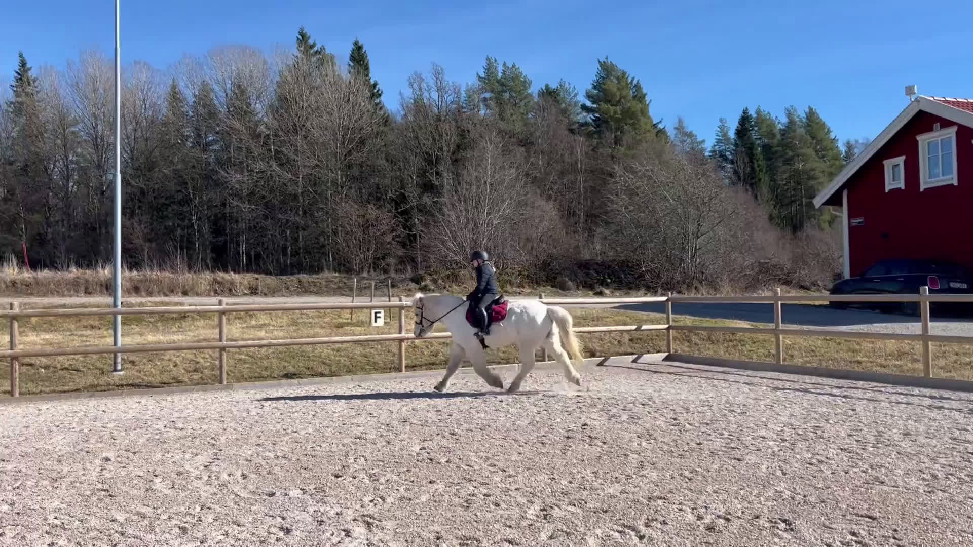 Island hästar till salu: Liten trygg islandshäst!  - Video 1