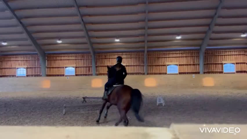 Hoppning hästar till salu: Lovande 5-åring - Video 1