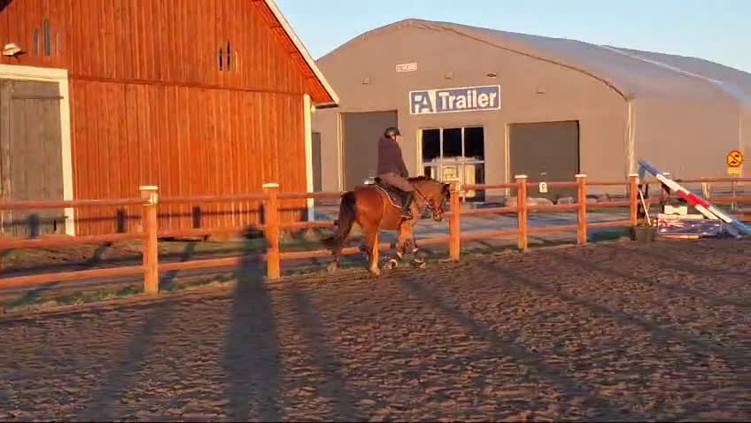 Allround hästar till salu: Läromästare och bästa vän i Tranås - Video 1