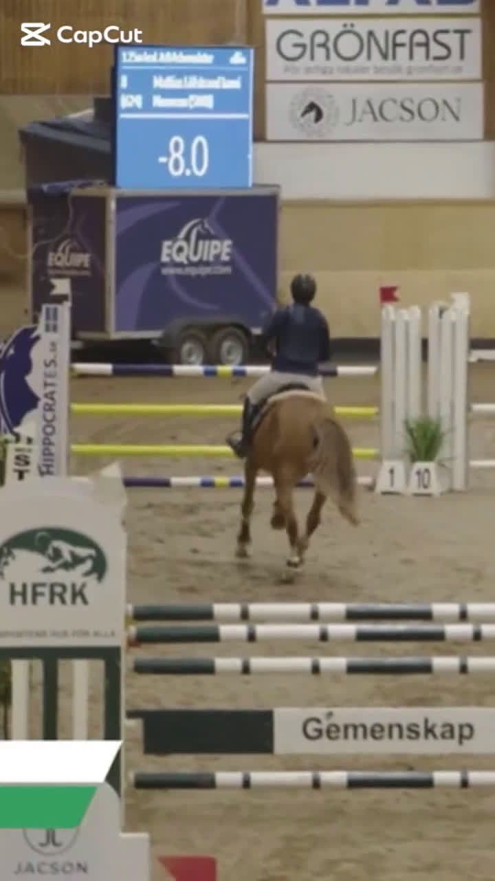 Hoppning hästar till salu: Meriterad valack med psyke som få - Video 1