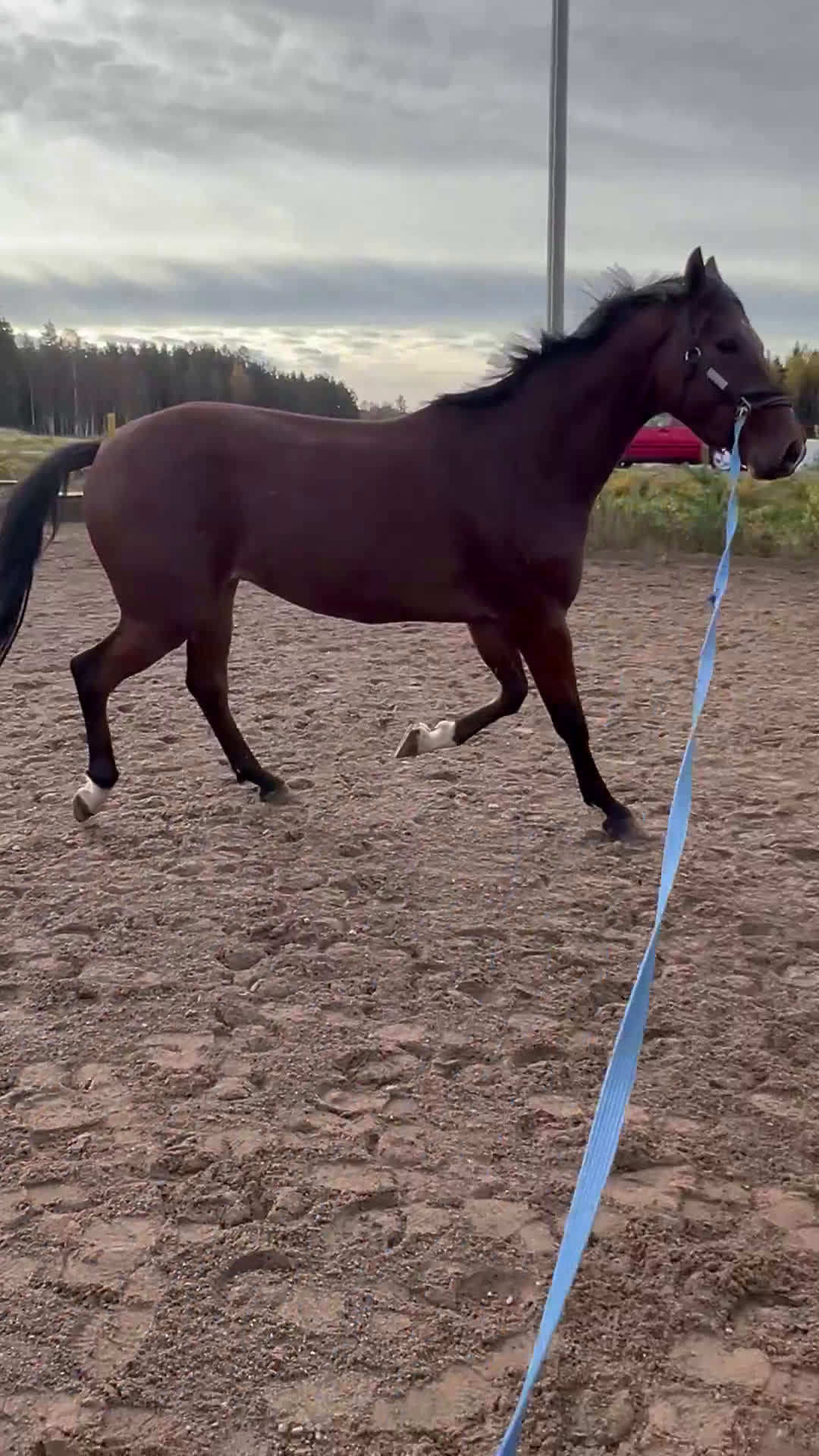 Hoppning hästar till salu:  Formbar valack!  i Eksjö - Video 1