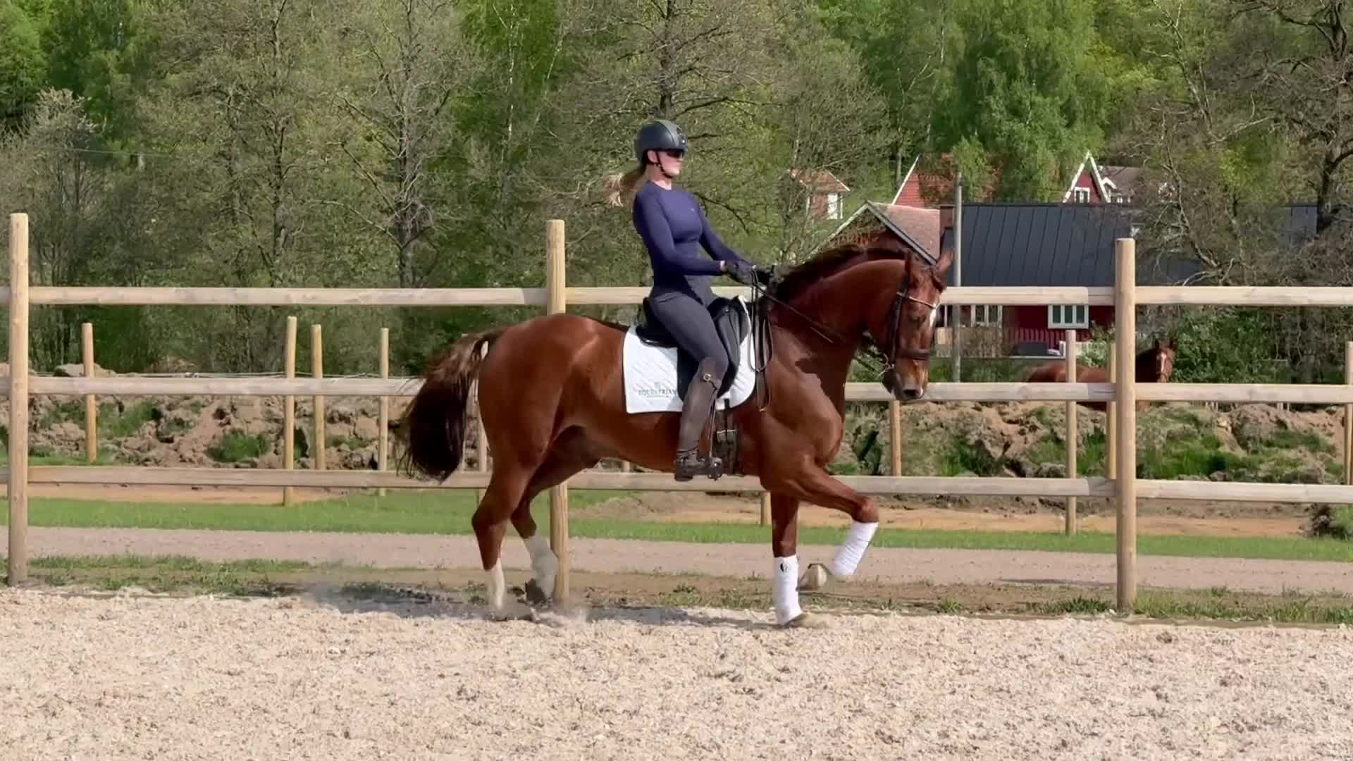 Dressyr hästar till salu: Topphäst för rätt ryttare - Video 1