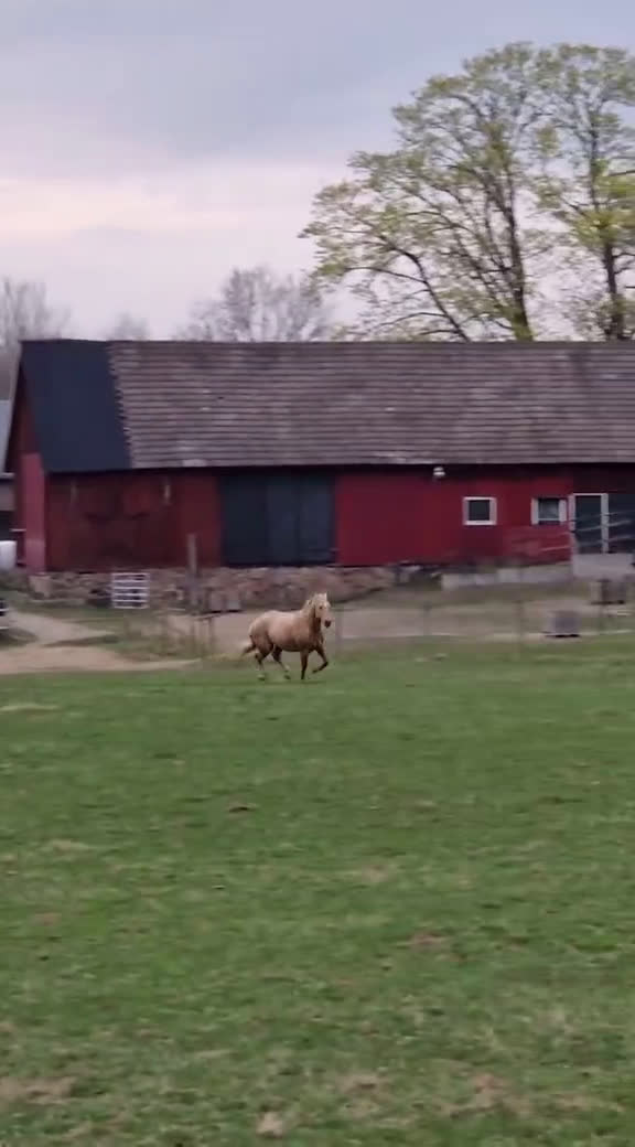 Sällskap hästar till salu: Världens snällaste GULDPONNY! - Video 3
