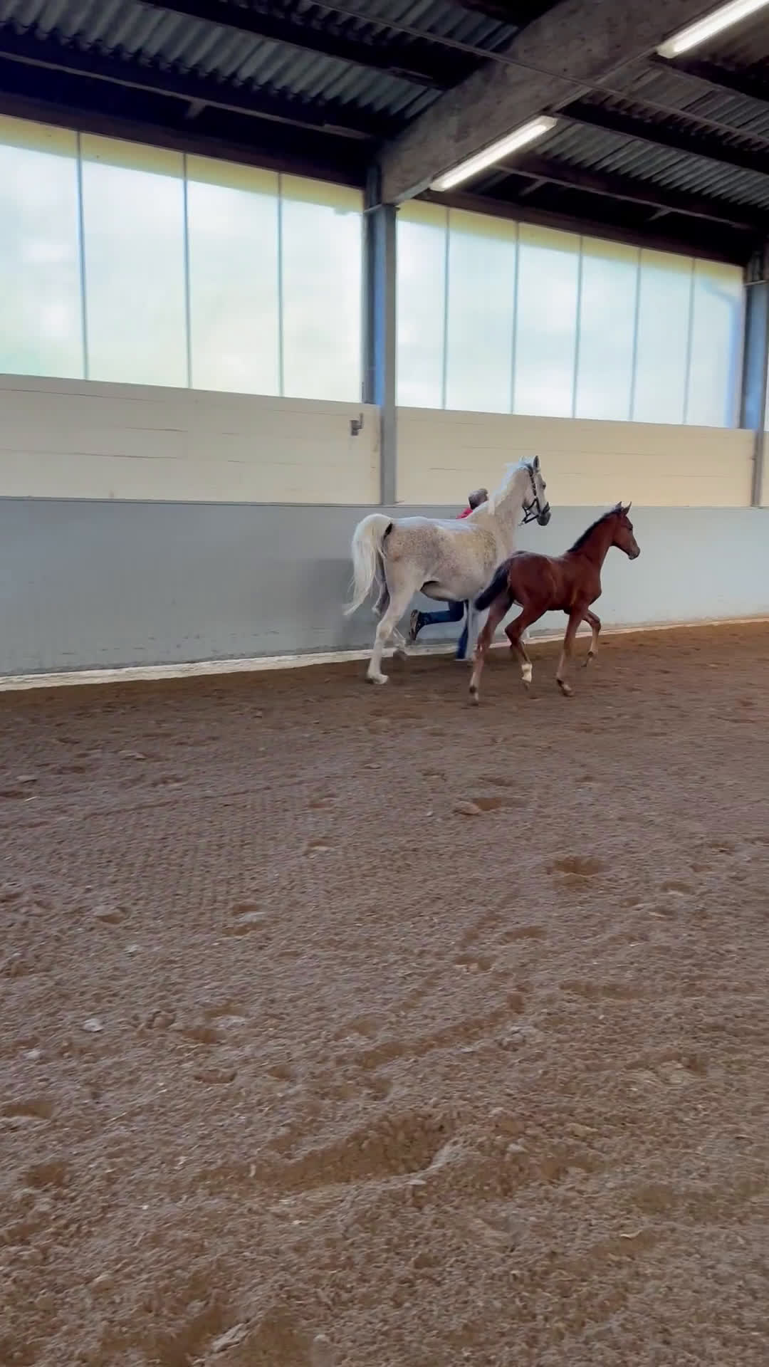 Hoppning hästar till salu: Hingstföl e. Ermitage Kalone - Clarimo i Glumslöv - Video 1