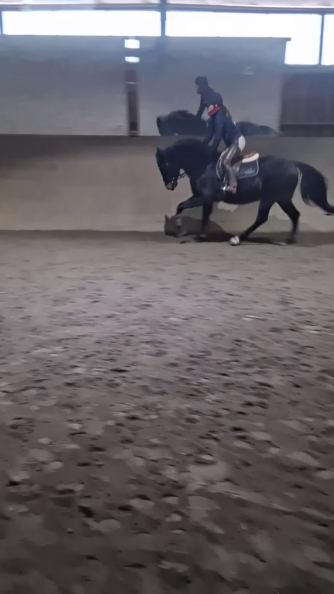 Allround hästar till salu: En fantastiskt vänlig kille - Lättare projekt - Video 5