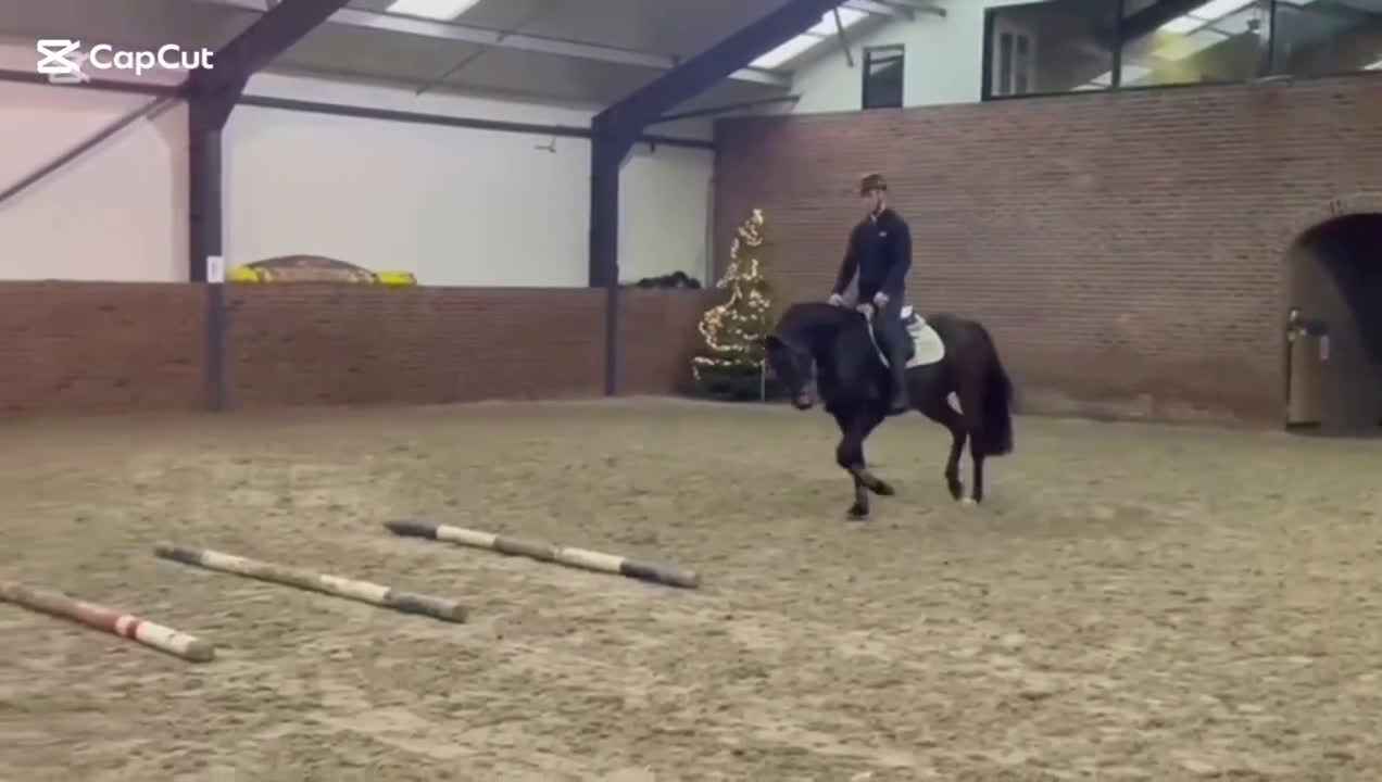 Allround hästar till salu: Stabil 5års valack allround ev byte - Video 2