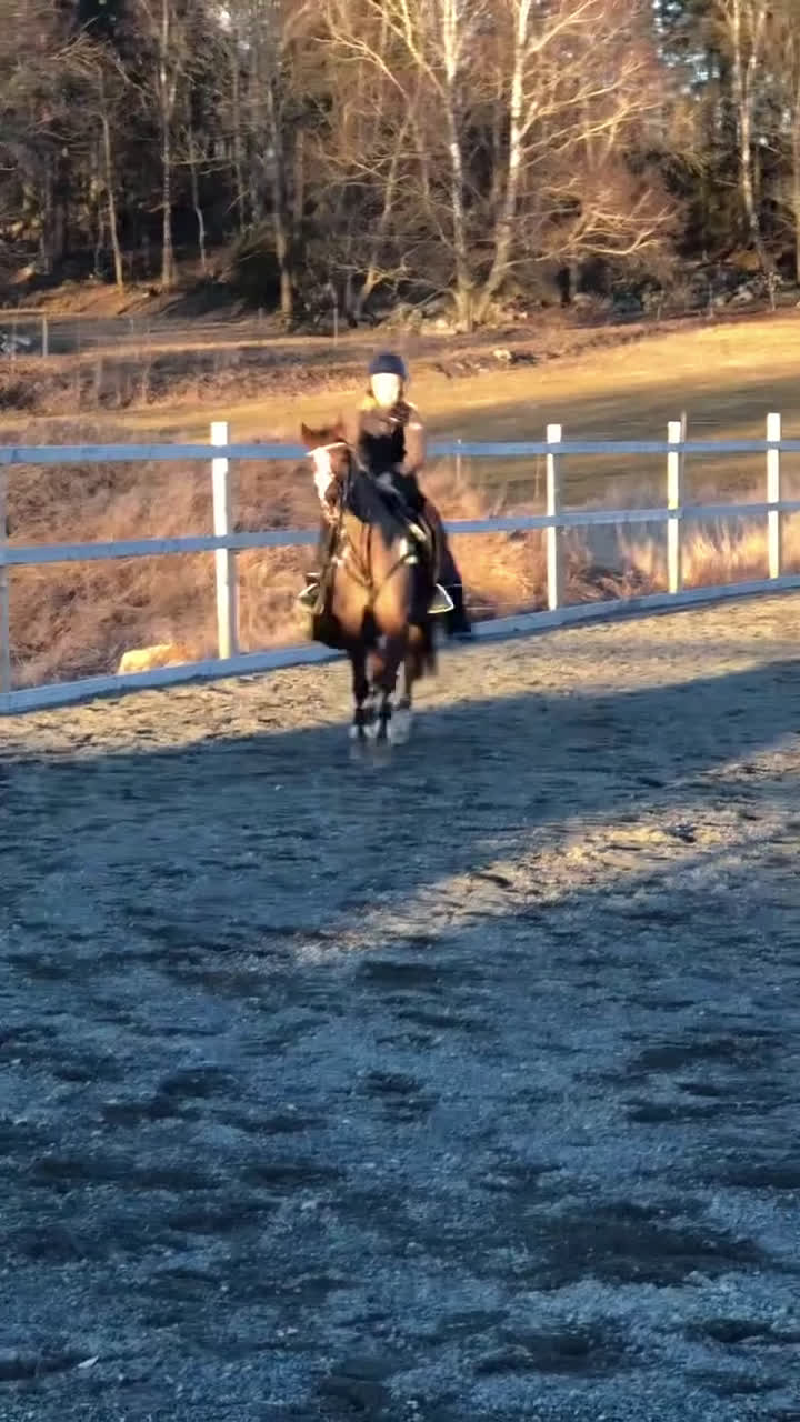 Hoppning hästar till salu: Vackert b-ponnysto i Sala - Video 2