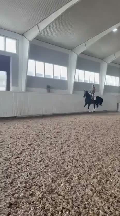 Dressyr hästar till salu: Trevligt och välridet svart sto - Video 3