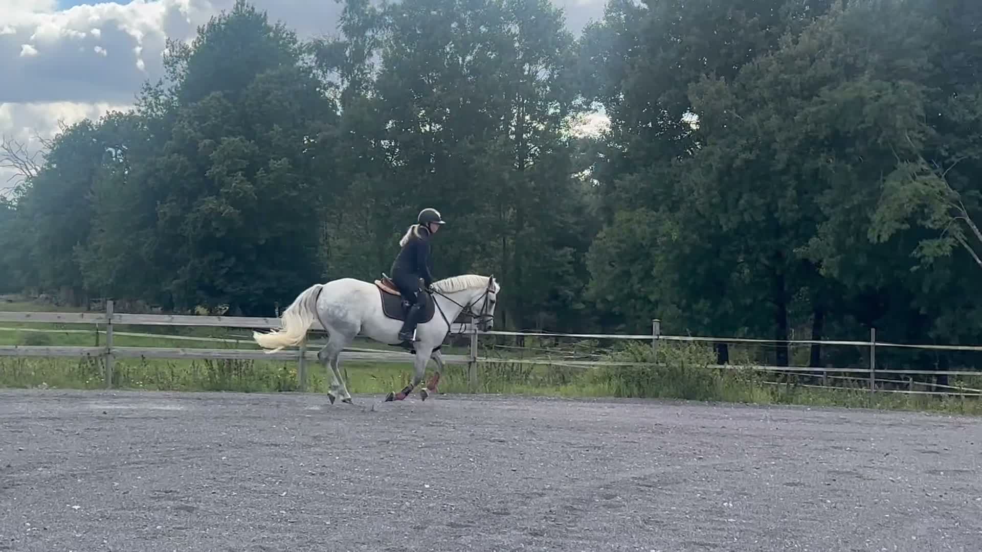 Allround hästar till salu: Drömponnyn  - Video 2
