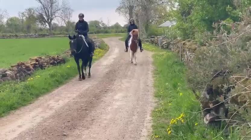 Island hästar till salu: Charmig 4-årig valack  - Video 4